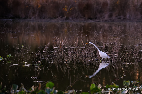 Great Egret Reflection - John Heinz National Wildlife Refuge