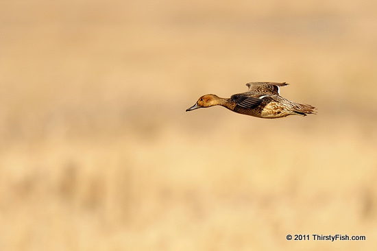 Floating Wild Duck