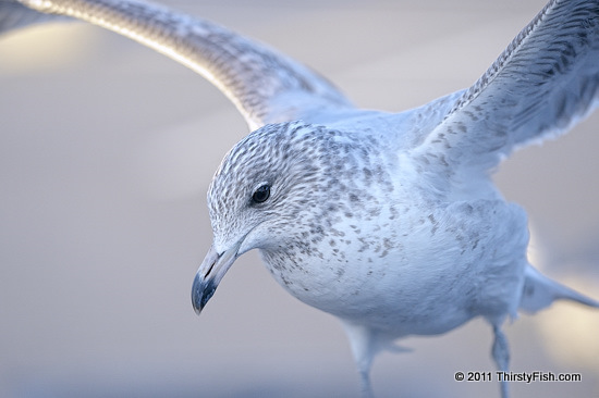 Right Time, Right Place - Gull Landing