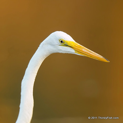 Great Egret; Golden Reflections