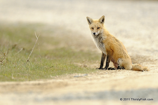 A Curious Red Fox
