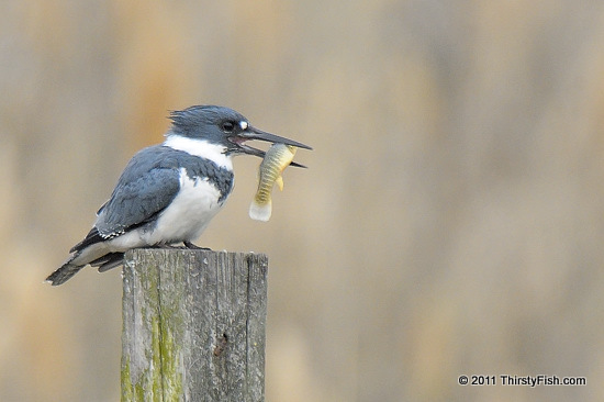 Male Belted Kingfisher; Biomimicry