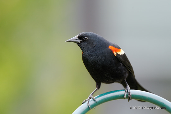 Male Red-winged Blackbird - Err on the Side of Caution