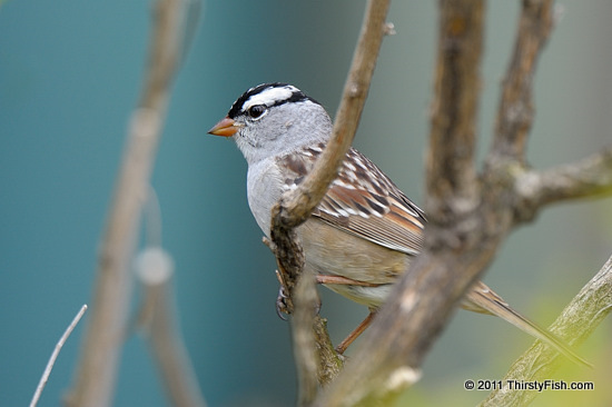 White-crowned Sparrow - Monogamy