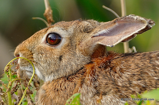 Cottontail and Bloodsucker