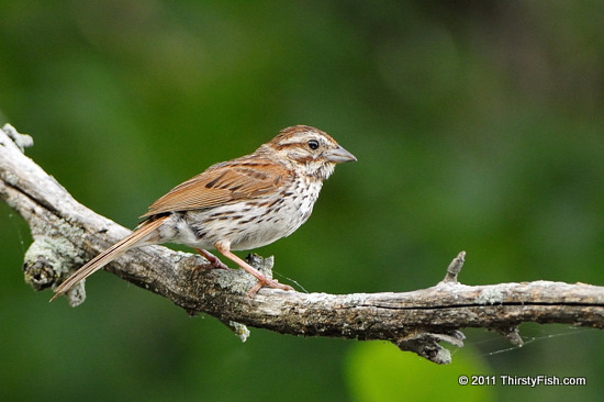 Female Purple Finch - Memory is Constructed