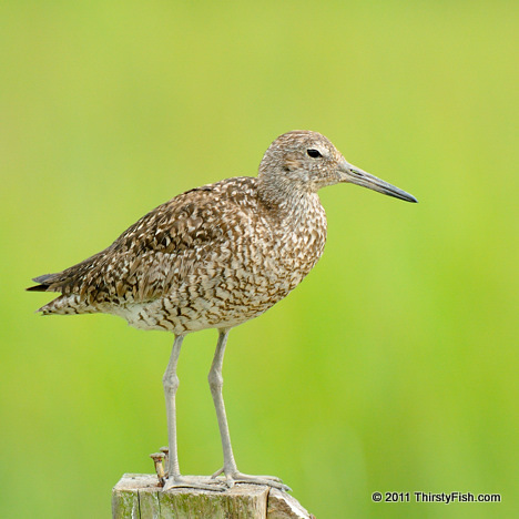 Willet - Species Need Each Other