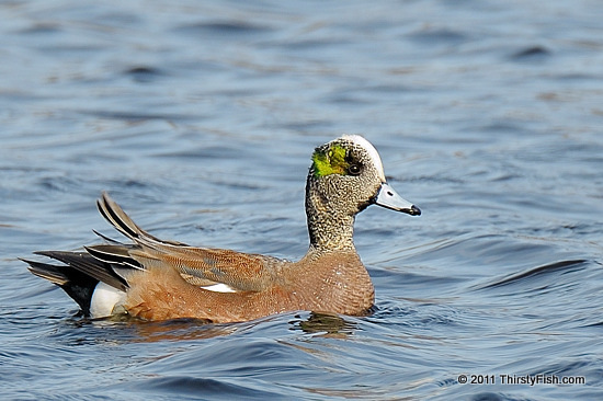 Male American Wigeon - Thou Shalt Not Steal