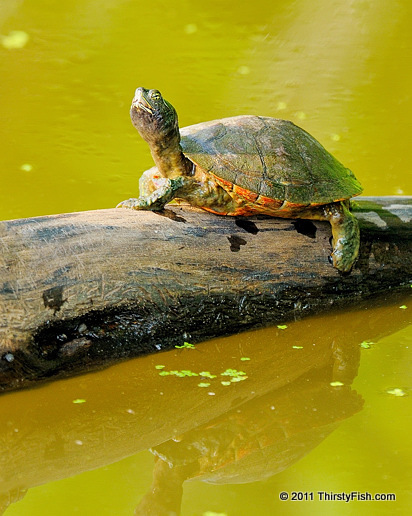 Northern Red-bellied Turtle; Threatened 