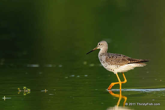 Greater Yellowlegs - ...Desirable To Be Undesirable