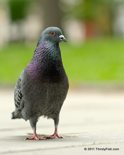 Feral Pigeon - Cher Ami