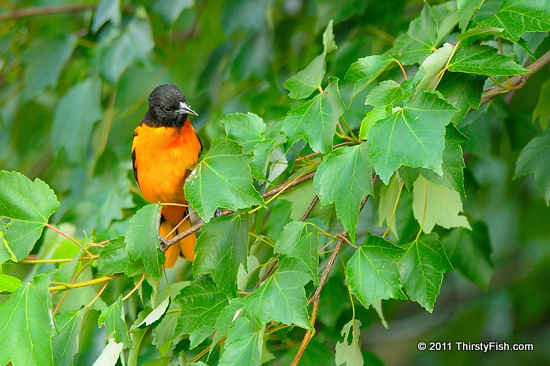 Male Baltimore Oriole - Age of Enlightenment