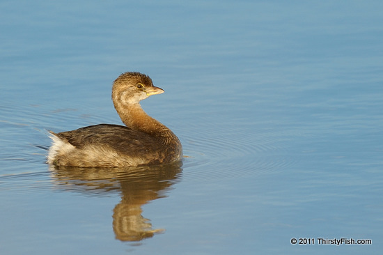 Pied-billed Grebe - A Sad Story of Extinction