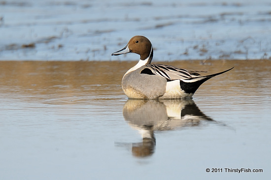 Male Northern Pintail - The Paradox of Plenty