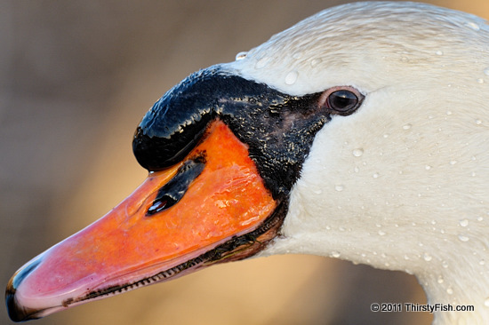 Swan Portrait - Cropping