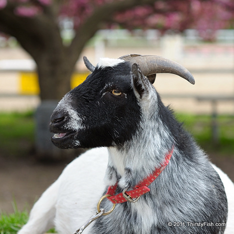 The Pet Goat - Image Manipulation