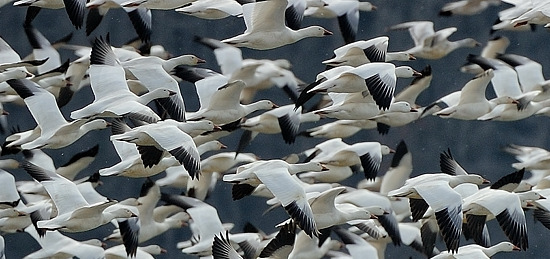 Snow Geese Detail