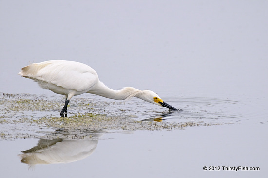Snowy Egret - Self-Pity