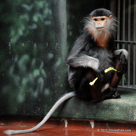 Philadelphia Zoo: Red-shanked Douc Langur - Kitsch to Wisdom