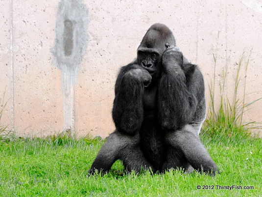 Philadelphia Zoo: Western Lowland Gorilla - The Thinker