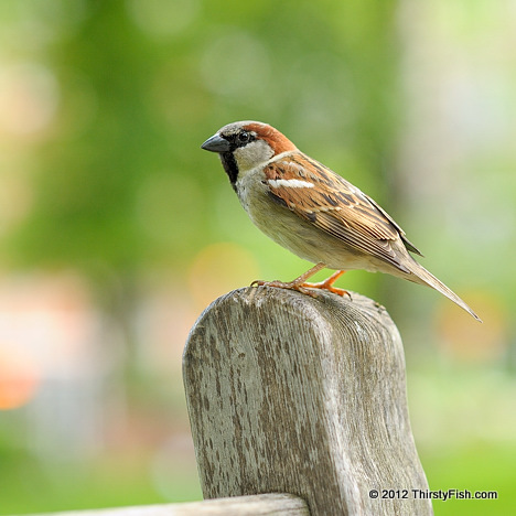 House Sparrow - Kill a Sparrow Campaign