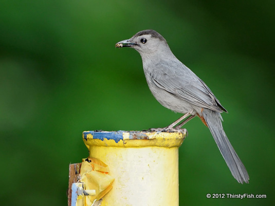 Gray Catbird - John Heinz National Wildlife Refuge