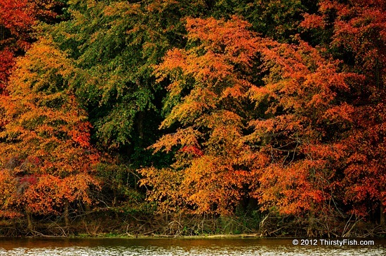 Fall Colors at John Heinz National Wildlife Refuge