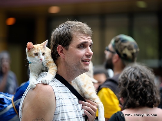 Occupy Cat