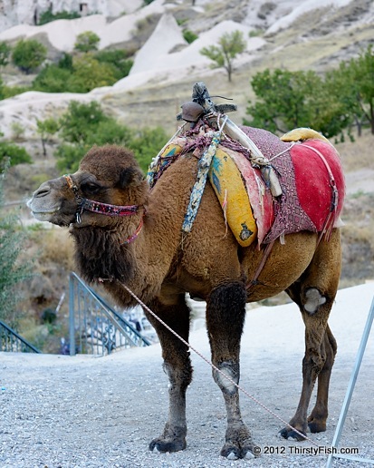 Camel Rides At Cappadocia