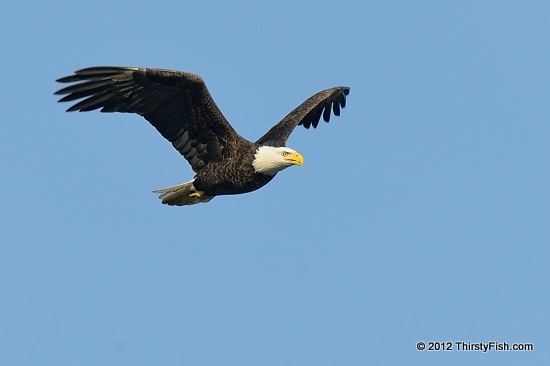Bald Eagle In Flight - The  Dark Side of Human Nature