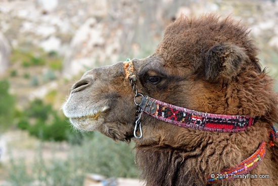 (Joe) Camel, Profile