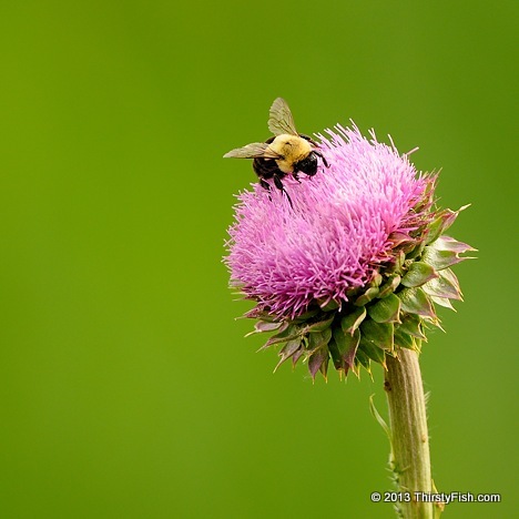 Pollination - Interdependence