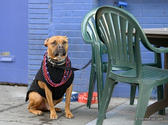 Dog Wearing Beads