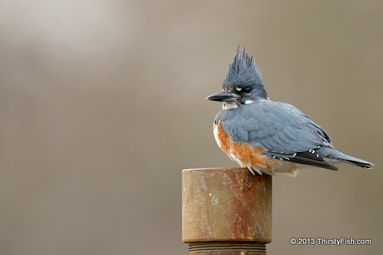 Kingfisher Enduring the Wind