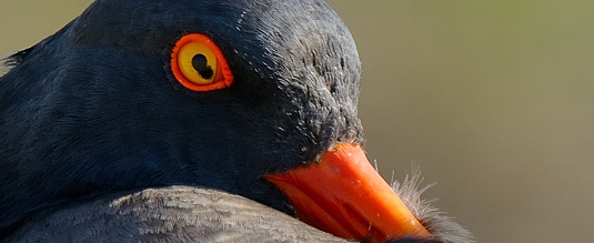 Oystercatcher Nesting Crop