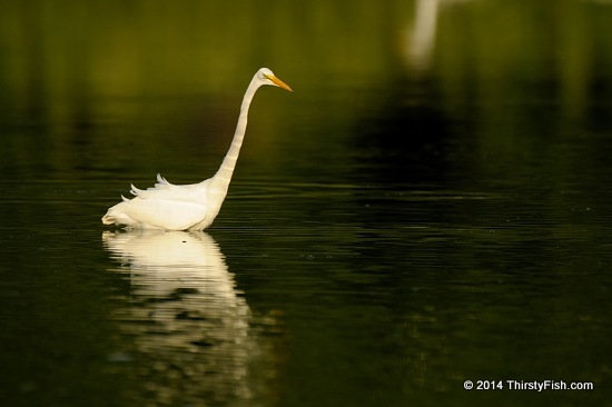 Great Egret - Anthropocentrism, Biocentrism, Ecocentrism