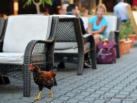Why Did The Chicken Cross The Road?