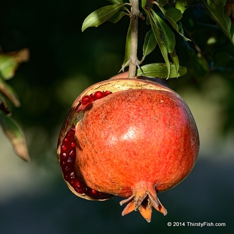 Ripe Pomegranate - The Fruit Of The Dead?
