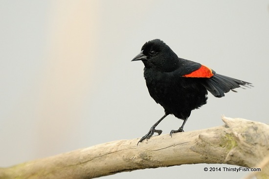 Red-Winged