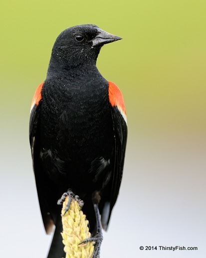 Blackbird Personality - Generalizations