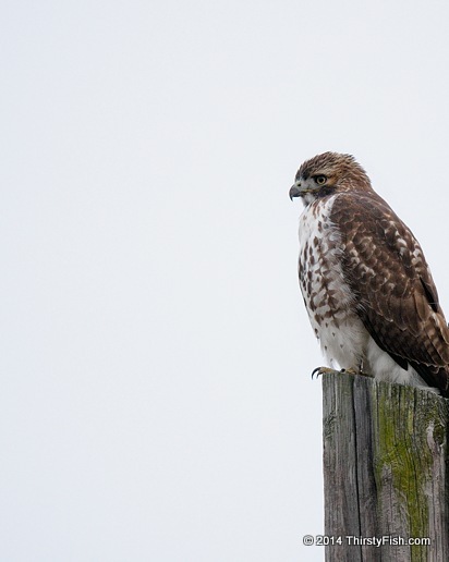 Juvenile Red-tailed Hawk