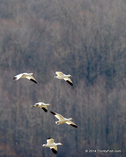 5 Snow Geese
