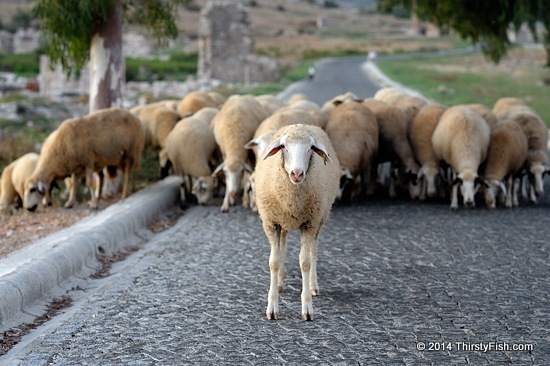 Roadblock At Patara