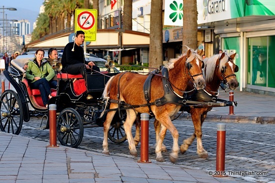 Horse And Carriage Rides - Slowing Things Down